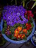 DSC00003.JPG