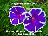Mt_Fuji_rare_morning_glory_seeds.jpg
