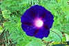 knolians_black_morning_glory.jpg