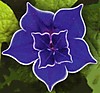 picotee_blue_morning_glory.jpg