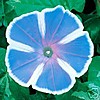 rare_Mt_Fuji_seeds_light_blue.jpg