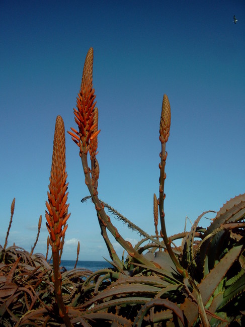 Succulents in Monterey