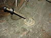 Billede_010.jpg